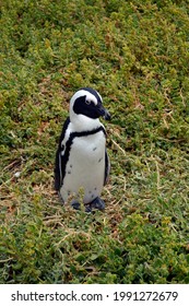 African Penguin In Its Natural Habit In Cape Tow, South Africa.