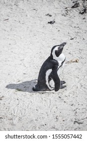 A African penguin on a Beach