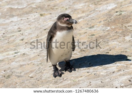 An African penguin on Boulders Beach in Simon's Town, South Africa..