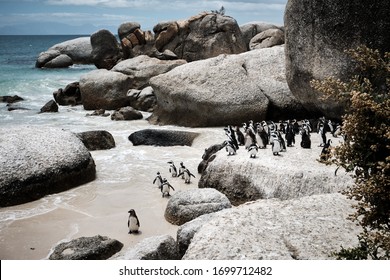 African penguin on the sandy beach. African penguin Spheniscus demersus in Boulders colony. Cape Town. South Africa