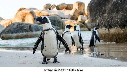 African penguin  on the sandy beach. African penguin ( Spheniscus demersus) also known as the jackass penguin and black-footed penguin. Boulders colony. Cape Town. South Africa - Shutterstock ID 536896912
