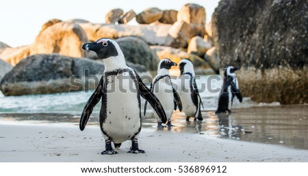 African penguin  on the sandy beach. African penguin ( Spheniscus demersus) also known as the jackass penguin and black-footed penguin. Boulders colony. Cape Town. South Africa