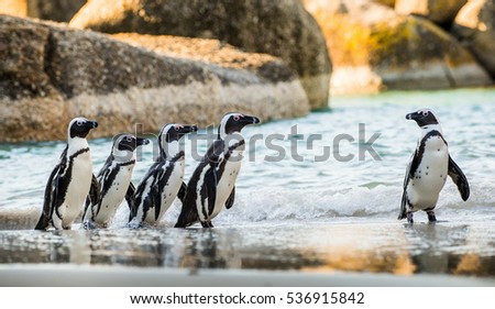 African penguin  on the sandy beach. African penguin ( Spheniscus demersus) also known as the jackass penguin and black-footed penguin. Boulders colony. Cape Town. South Africa