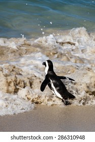 African Penguin Running To Enter The Sea To Swim Away