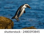 African penguin (Spheniscus demersus), or Cape penguin or South African penguin jumping from rock to rock. Stony Point Nature Reserve. Betty