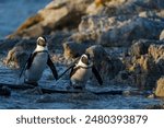 African penguin (Spheniscus demersus), or Cape penguin or South African penguin. Stony Point Nature Reserve. Betty