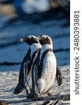 African penguin (Spheniscus demersus), or Cape penguin or South African penguin. Stony Point Nature Reserve. Betty