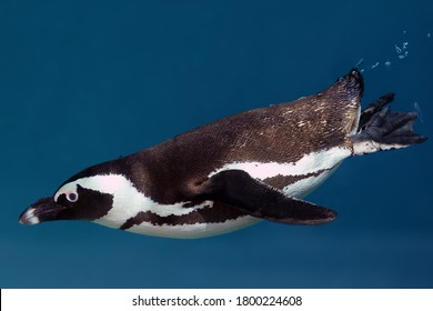 The African Penguin (Spheniscus Demersus), Also Known As The Cape Penguin Or South African Pengui, Swims In Clear Blue Water. Penguin Underwater With Bubbles Behind The Tail.