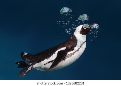 The African Penguin (Spheniscus Demersus), Also Known As The Cape Penguin Or South African Pengui, Swims In Clear Blue Water. Penguin Underwater Releases Air And Forms Bubbles.