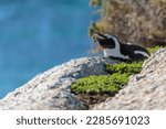 African penguin, Spheniscus demersus, lying on a rock, at Simonstown, South Africa