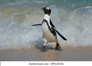 An African Penguin (Spheniscus Demersus) Running On Beach, Western Cape, South Africa 
