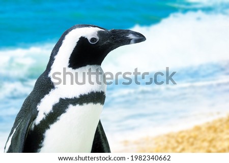 African penguin or spheniscus demersus. South Africa Penguin