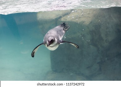 African Penguin (Spheniscus demersus) swimming underwater