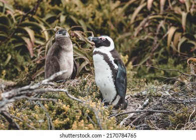 African Penguin Standing With Baby