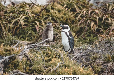 African Penguin Standing With Baby