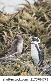 African Penguin Standing With Baby