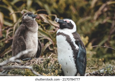 African Penguin Standing With Baby