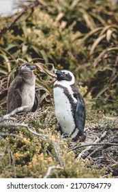 African Penguin Standing With Baby