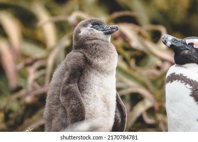 African Penguin Standing With Baby