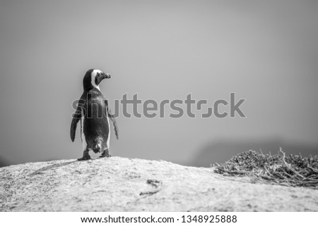 African penguin standing on a rock in black and white, South Africa.