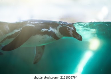 African Penguin Swimming In National Zoo.