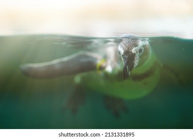 African Penguin Swimming In National Zoo.