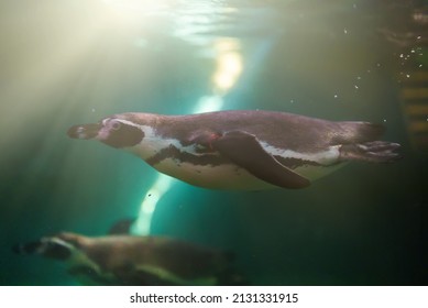 African Penguin Swimming In National Zoo.