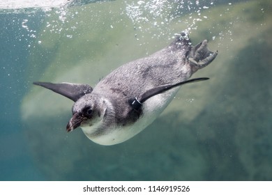 African Penguin Swimming Underwater