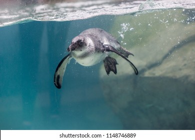 African Penguin Swimming Underwater