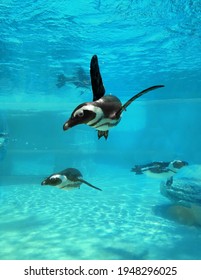 The African penguin is swimming underwater in the zoo