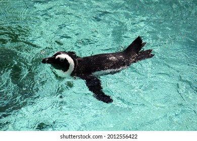 African Penguin Swimming In Water