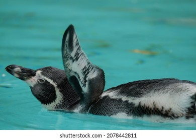 African Penguin Swimming In The Water