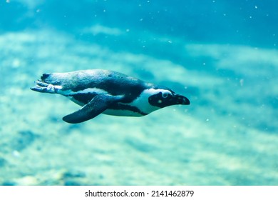 African Penguin Swimming In Water