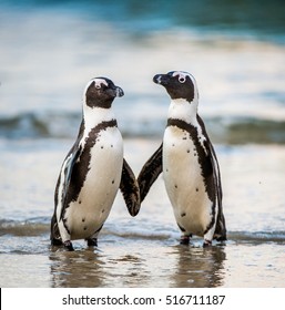 African penguin walk out of the ocean on the sandy beach. African penguin ( Spheniscus demersus) also known as the jackass penguin and black-footed penguin. Boulders colony. South Africa
