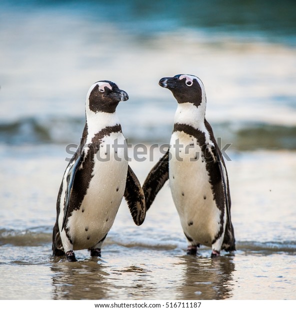 African penguin walk out of the ocean on the sandy\
beach. African penguin ( Spheniscus demersus) also known as the\
jackass penguin and black-footed penguin. Boulders colony. South\
Africa