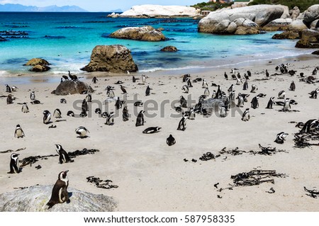 African penguins or Black-footed penguin - Spheniscus demersus - at the Boulders Beach, Cape Town, South Africa