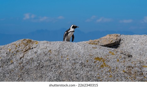 African penguins at Boulders Beach in Simons Town South Africa