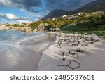 African Penguins at Boulders Beach. South Africa. Endangered African penguins on False Bays Boulders Beach in Simons Town, Western Cape, South Africa.