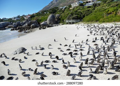 African Penguins In Boulders Beach, South Africa