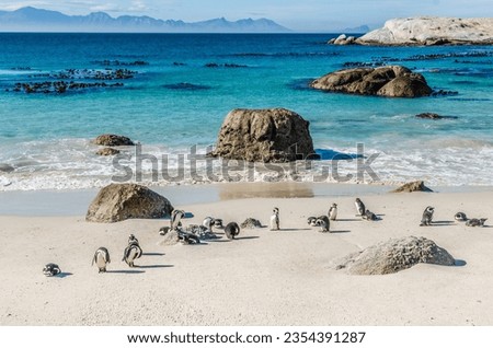 African penguins in Boulders beach, South Africa
