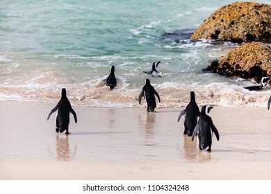 African penguins colony at Boulders beach near Cape Town in South Africa - Shutterstock ID 1104324248