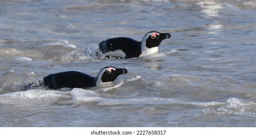 African Penguins enjoying a swim in the sheltered bay of Boulders Beach, South Africa - Shutterstock ID 2227658317