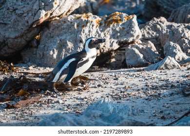 African Penguins Found In Gansbaai