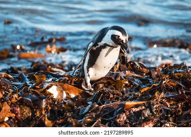 African Penguins Found In Gansbaai