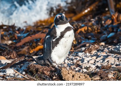 African Penguins Found In Gansbaai