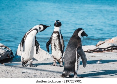 African Penguins Found In Gansbaai