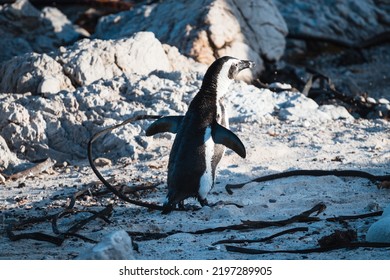 African Penguins Found In Gansbaai