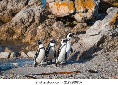 African Penguins Found In Gansbaai