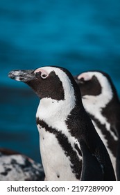 African Penguins Found In Gansbaai