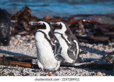 African Penguins Found In Gansbaai